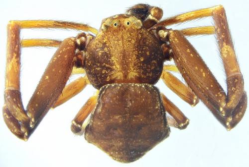 Réf. 292 747 : Pistius truncatus